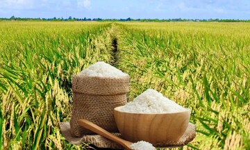 Giá lúa gạo hôm nay ngày 24/2/2026: Gạo xuất khẩu tăng giảm trái chiều