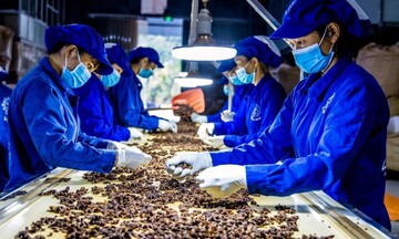 Đặc sản dược liệu Việt Nam sẵn sàng chinh phục thị trường quốc tế