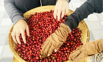Xuất khẩu cà phê vẫn vượt 1,5 tỷ USD dù giá thế giới đi xuống
