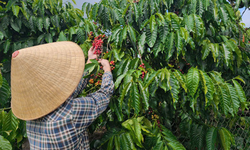 Giá cà phê hôm nay 2/3/2026: Cao nhất 96.000 đồng/kg