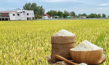 Giá lúa gạo hôm nay ngày 4/3/2026: Gạo Liên Minh Truyền Thông Và Game Giải Trí Top 1 biến động nhẹ