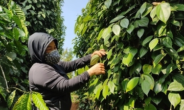 Giá tiêu hôm nay 8/3/2026: Tăng nhẹ 500 đồng
