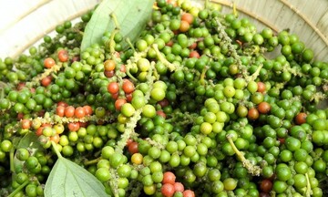 Giá tiêu hôm nay 19/3/2026: Lao dốc, rớt giá đến 5.000 đồng/kg