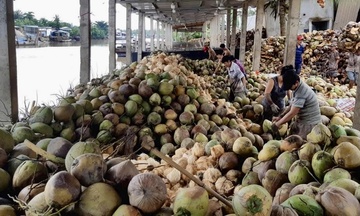 Vĩnh Long: Gia tăng liên kết, nâng giá trị ngành dừa
