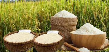 Giá lúa gạo hôm nay ngày 25/3: Lúa tươi giảm nhẹ
