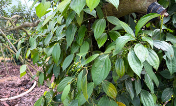 Giá tiêu hôm nay 2/4/2026: Dao động từ 138.000 - 139.000 đồng/kg