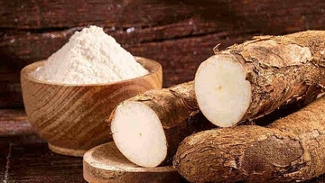 Xuất khẩu sắn tăng mạnh trong quý I