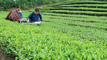 Lào Cai triển khai giải pháp gỡ khó cho tiêu thụ chè