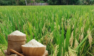 Giá lúa gạo hôm nay ngày 2/4: Lúa tươi đồng loạt tăng