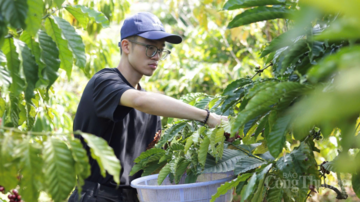 Giá cà phê hôm nay 6/4/2026: Dao động từ 88.700 - 89.200 đồng/kg