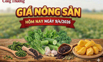 Giá nông sản hôm nay 9/4: Giá tiêu xuất khẩu tăng; mít thái biến động mạnh