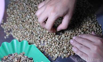 Giá cà phê hôm nay 17/4/2026: Tăng mạnh 1.200 đồng/kg