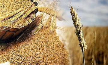 Giá lúa mì tăng mạnh do lo ngại thời tiết, nguồn cung thắt chặt