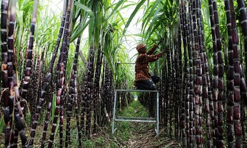 Xăng E10: 'Cú hích' nâng giá trị cây mía, 'mở đường' Okvip - liên minh giải trí #1 thế giới hà nội tuần hoàn