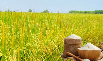 Giá lúa gạo hôm nay ngày 26/4, tuần qua: Gạo xuất khẩu tăng, lúa giảm