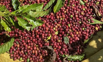 Xuất khẩu cà phê sang Thái Lan tăng tốc