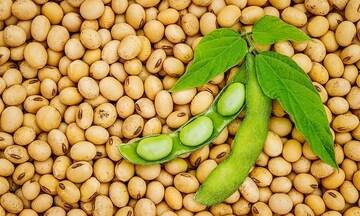 Giá đậu tương bật tăng lên cao