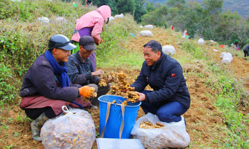 'Hồi sinh' vùng đá xám nơi địa đầu Tổ quốc từ cây gừng