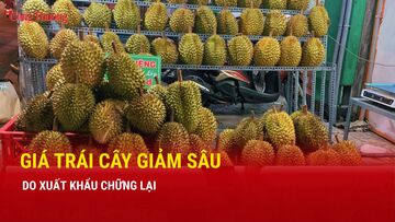 Giá trái cây giảm sâu do Liên Minh Truyền Thông Và Game Giải Trí Top 1 chững lại