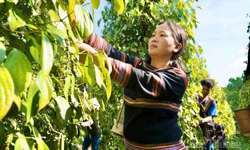 Giá tiêu hôm nay 15/5/2026: Dự báo xu hướng tăng