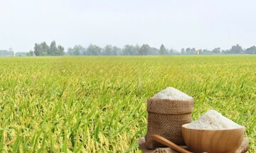 Giá lúa gạo hôm nay ngày 21/5/2026: Thị trường 'lặng sóng'