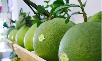Xuất khẩu quả bưởi, chanh sang Trung Quốc: Cơ hội đi cùng áp lực