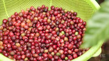 Giá cà phê hôm nay 3/6/2026: Tăng nhẹ 500 đồng/kg