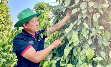 Giá tiêu hôm nay 5/6/2026: Đồng loạt tăng 1.000 đồng/kg