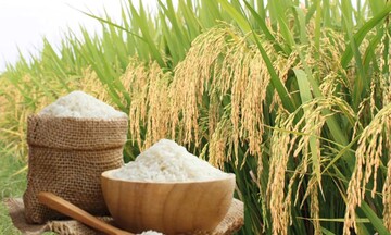 Giá lúa gạo hôm nay ngày 5/6/2026: Gạo xuất khẩu tăng