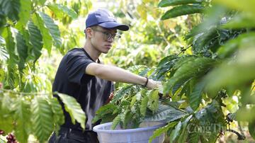 Giá cà phê hôm nay 7/6/2026: Dao động quanh mốc 85.000 đồng/kg