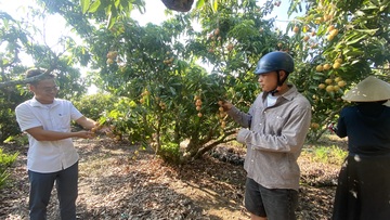 Hải Phòng: Sản lượng vải thiều chính vụ giảm mạnh, giá tăng gấp 4 lần