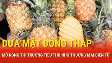 Dứa mật Đồng Tháp mở rộng thị trường tiêu thụ nhờ thương mại điện tử