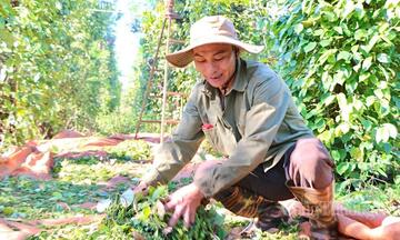 Giá tiêu hôm nay 10/6/2026: Bật tăng 1.000 đồng/kg