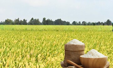 Giá lúa gạo hôm nay ngày 10/6/2026: Gạo xuất khẩu biến động 