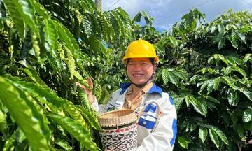 Giá cà phê hôm nay 11/6/2026: Đảo chiều tăng nhẹ 500 đồng/kg