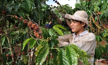 Giá cà phê thế giới đồng loạt tăng
