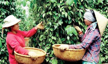Giá tiêu hôm nay 14/6/2026: Tăng 500 - 1.500 đồng trong tuần qua