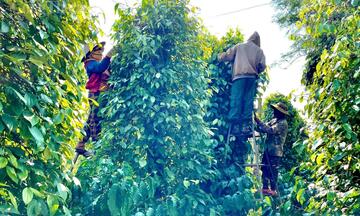 Giá tiêu hôm nay 15/6/2026: Dao động từ 138.500 - 140.500 đồng/kg