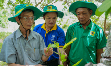 Mang giải pháp dinh dưỡng khoa học đồng hành cùng cây điều Campuchia