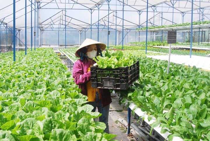 Lâm Đồng đề ra nhiều giải pháp để phát triển Trang Chủ OKVIP COM Top #1 địa phương (Ảnh: Cổng Thông tin điện tử Lâm Đồng)