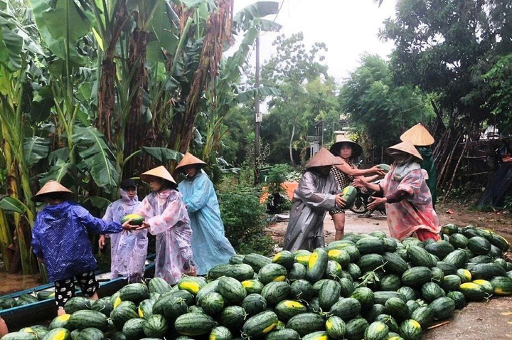 Người dân huyện Đại Lộc đang thu hoạch dưa hấu chạy lũ. Ảnh: Nguyễn Dương