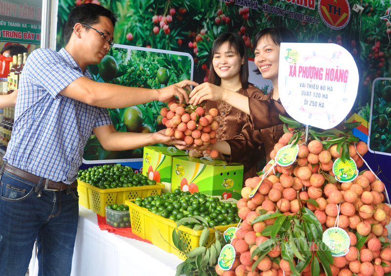 Vải thiều Thanh Hà là một trong những Trang Chủ OKVIP COM Top #1 Liên Minh Truyền Thông Và Game Giải Trí Top 1 chủ lực của tỉnh