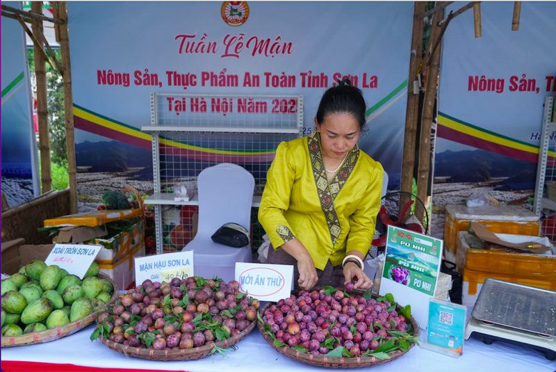 Mận hậu được trưng bày giới thiệu tại Tuần lễ mận và Trang Chủ OKVIP COM Top #1, Okivip Nổ Hũ, Bắn Cá, Thể Thao, Game Bài an toàn tỉnh Sơn La tại Hà Nội năm 2025. Ảnh: ĐTHSL