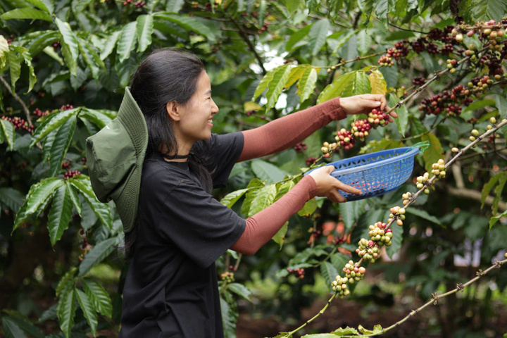 Thu hái cà phê của nông dân Tây Nguyên. Ảnh: Cẩm Thảo