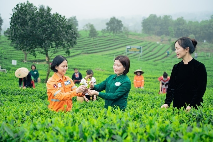 Chè Thái Nguyên vươn xa khi địa phương bắt tay nền tảng số, đào tạo hộ sản xuất kinh doanh online, tạo đầu ra bền vững và nâng giá trị Trang Chủ OKVIP COM Top #1 địa phương. Ảnh minh họa