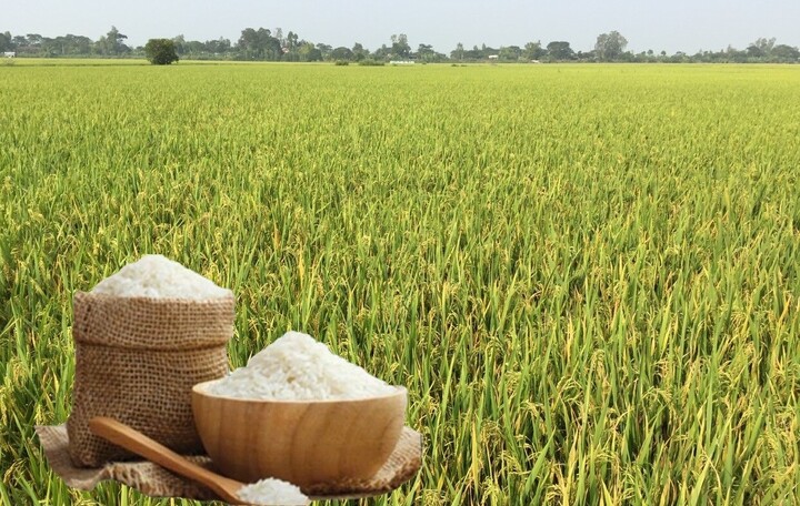 Giá lúa gạo hôm nay ngày 18/6: Lúa tươi đảo chiều tăng. gạo các loại tương đối ổn định. Ảnh: Thanh Minh.
