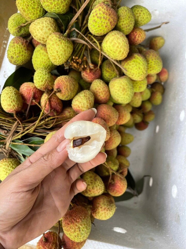 Vải thiều Sơn La có hạt nhỏ, cùi dày, vị ngọt (Ảnh: Vui Nguyễn)