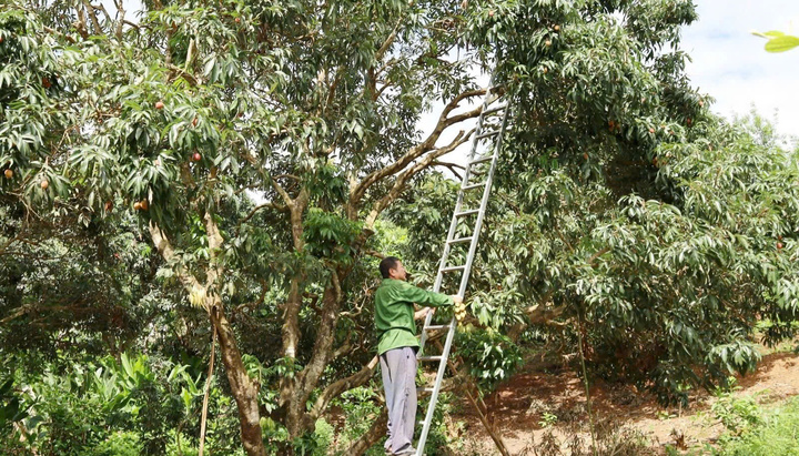 Vườn vải thiều của gia đình ông Cà Văn Hặc (Ảnh: Yến Vi)