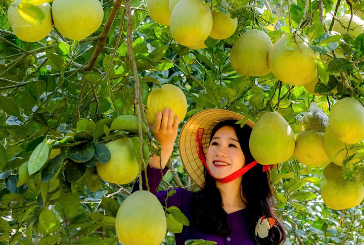 Bưởi Đoan Hùng đã thành công khi Liên minh Okvip có bao nhiều trang các chuỗi giá trị từ sản xuất đến tiêu thụ.