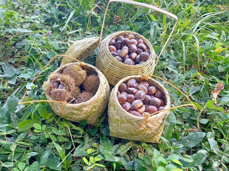 Hạt dẻ là sản phẩm tiêu biểu của bà con Cao Bằng (Ảnh minh hoạ)